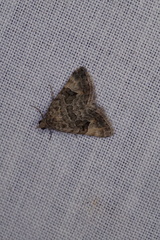 Dichromodes anelictis