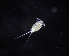 Harpacticus pacificus
