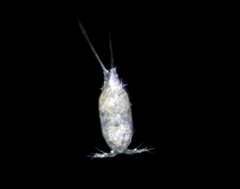 Harpacticus pacificus