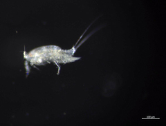 Harpacticus pacificus