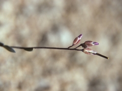 Boechera pinzliae