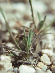 Boechera elkoensis