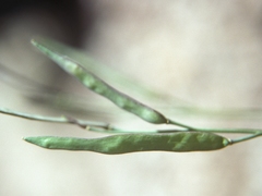 Boechera elkoensis