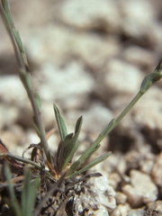Boechera elkoensis