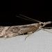 Hednota crypsichroa - Photo 由 rogstanden 所上傳的 (c) rogstanden，保留部份權利CC BY-NC