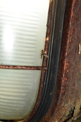 Cryptocosma perlalis