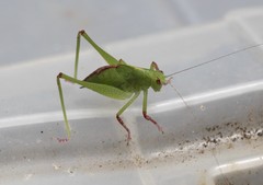 Caedicia pictipes