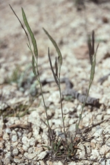 Boechera elkoensis
