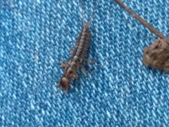 Nebriinae