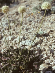 Eriogonum latens