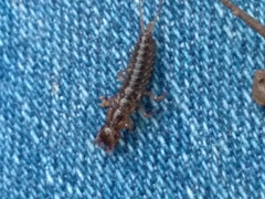 Nebriinae
