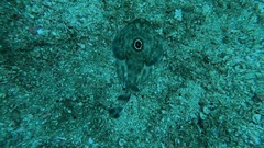 Diplobatis ommata