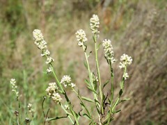 Baccharis phyteumoides