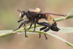 Laphria lata