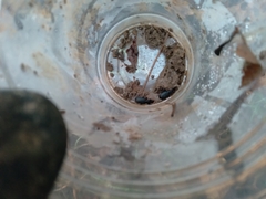 Nebriinae