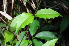 Scaevola enantophylla
