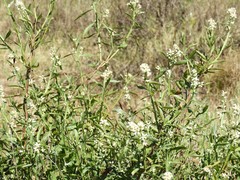 Baccharis phyteumoides