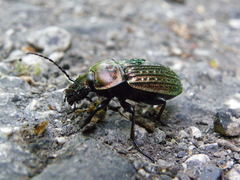 Carabus ulrichii