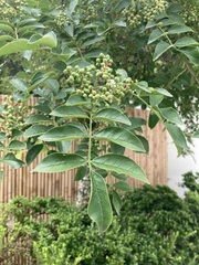 Zanthoxylum simulans