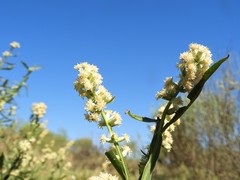 Baccharis phyteumoides