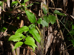 Scaevola enantophylla