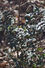 Berberis moranensis