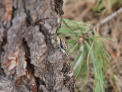 Sceloporus tristichus