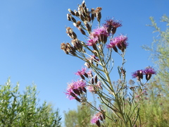 Vernonanthura nudiflora