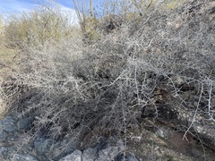 Sarcomphalus obtusifolius canescens