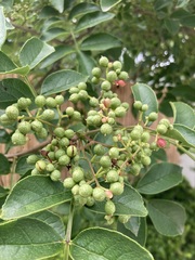 Zanthoxylum simulans