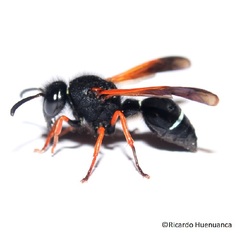 Hypodynerus colocolo