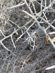 Sarcomphalus obtusifolius canescens