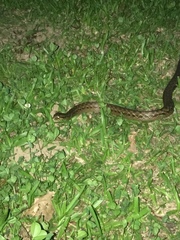 Mesotes strigatus