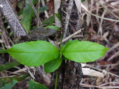Scaevola enantophylla