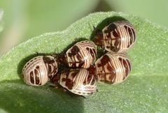 Orsilochides stictica