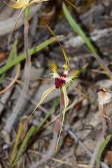 Caladenia villosissima