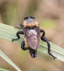 Laphria lata