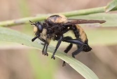 Laphria lata