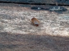 Eustrophus tomentosus