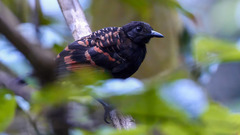 Phlegopsis erythroptera