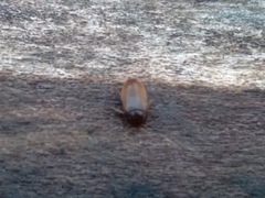 Eustrophus tomentosus