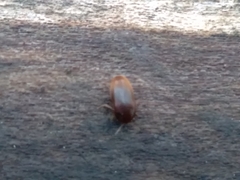 Eustrophus tomentosus