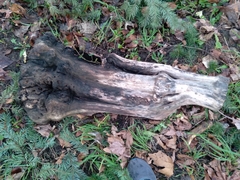 Eustrophus tomentosus