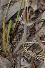 Caladenia villosissima