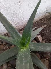 Aloe