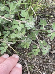 Acmispon heermannii orbicularis