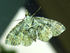 Lobogonodes complicata