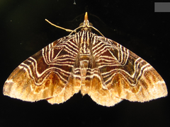 Lobogonodes complicata