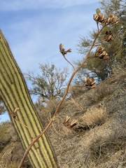 Agave simplex