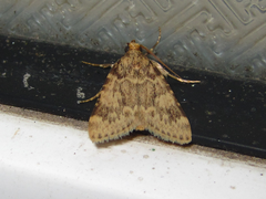 Aglossa dimidiatus